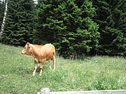 P6230024.JPG