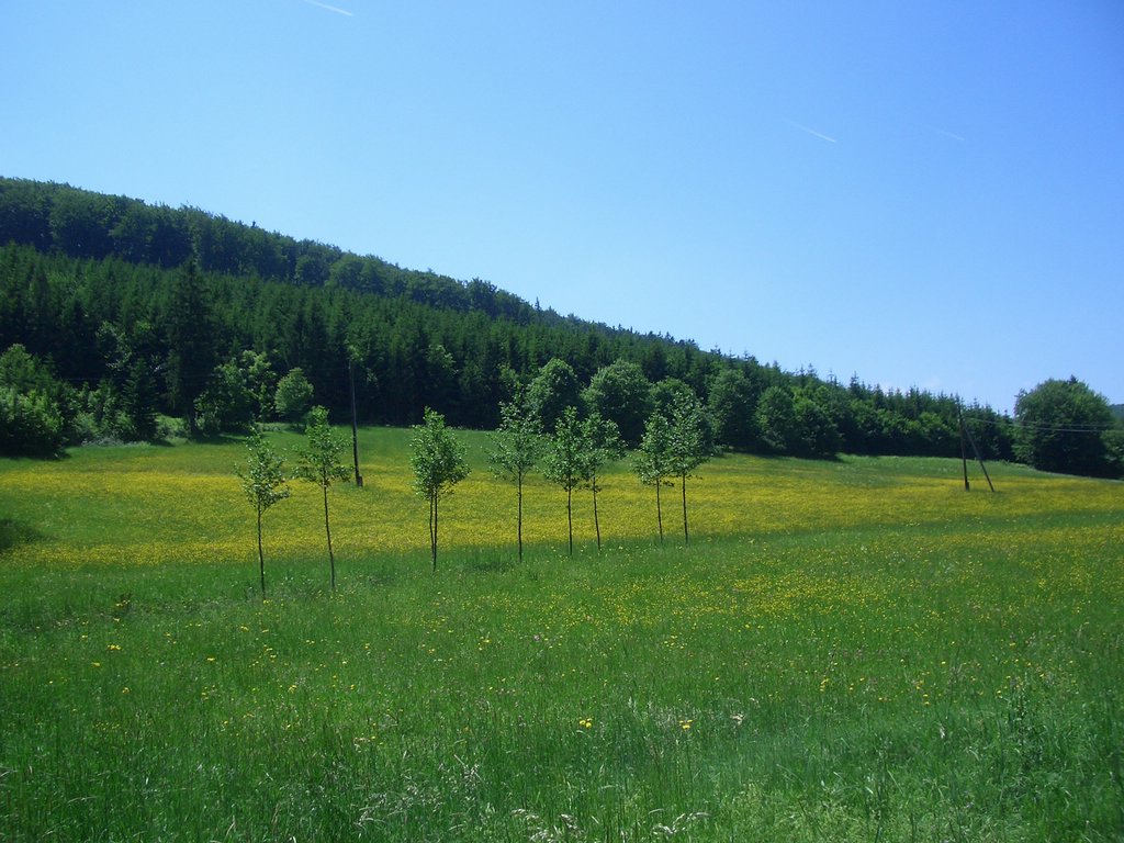 CIMG5207.JPG