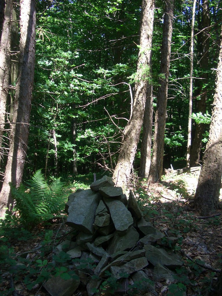 CIMG5219.JPG