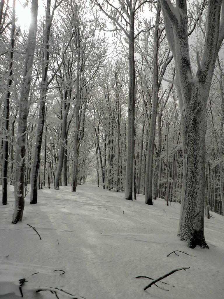 P2130023.JPG