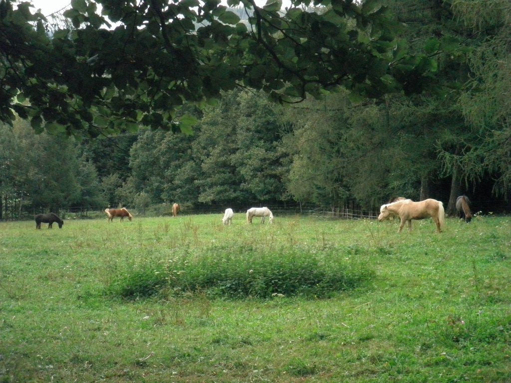 P9080038.JPG
