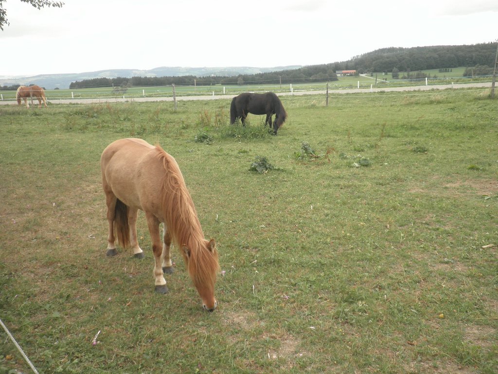 P9080040.JPG