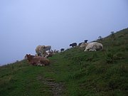 CIMG7034.JPG