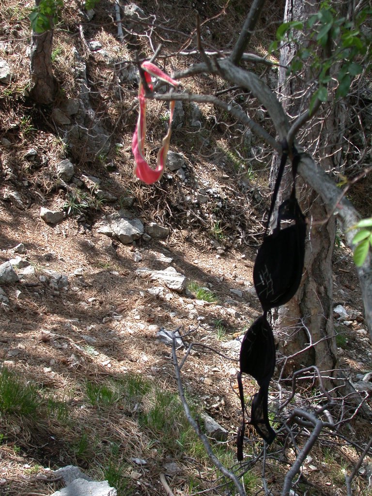 DSCN5717.JPG