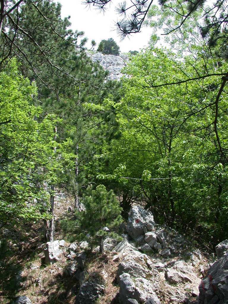 DSCN5719.JPG