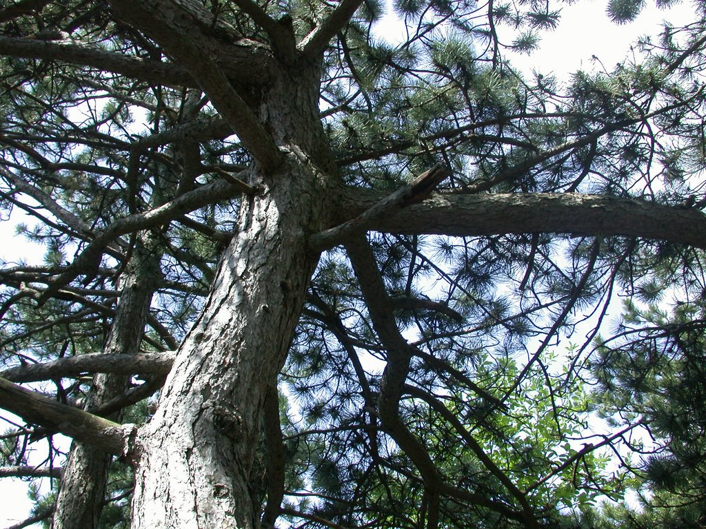 DSCN5722.JPG