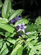 P9060017.JPG