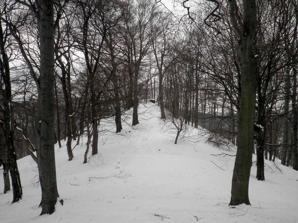 P1310032.JPG