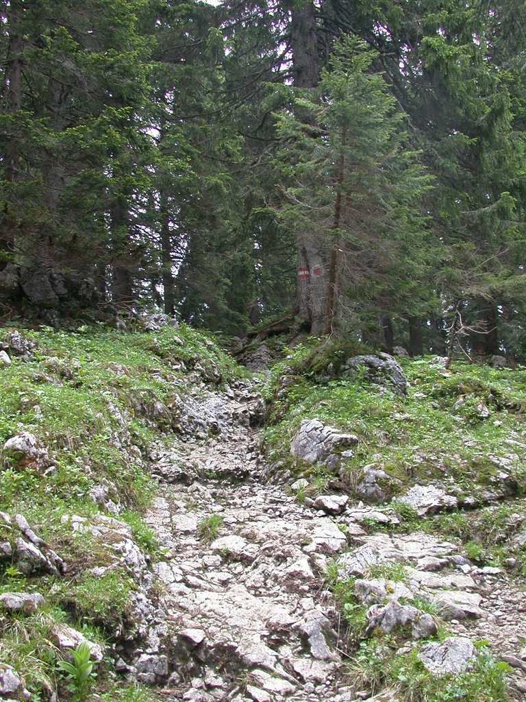 DSCN6132.JPG