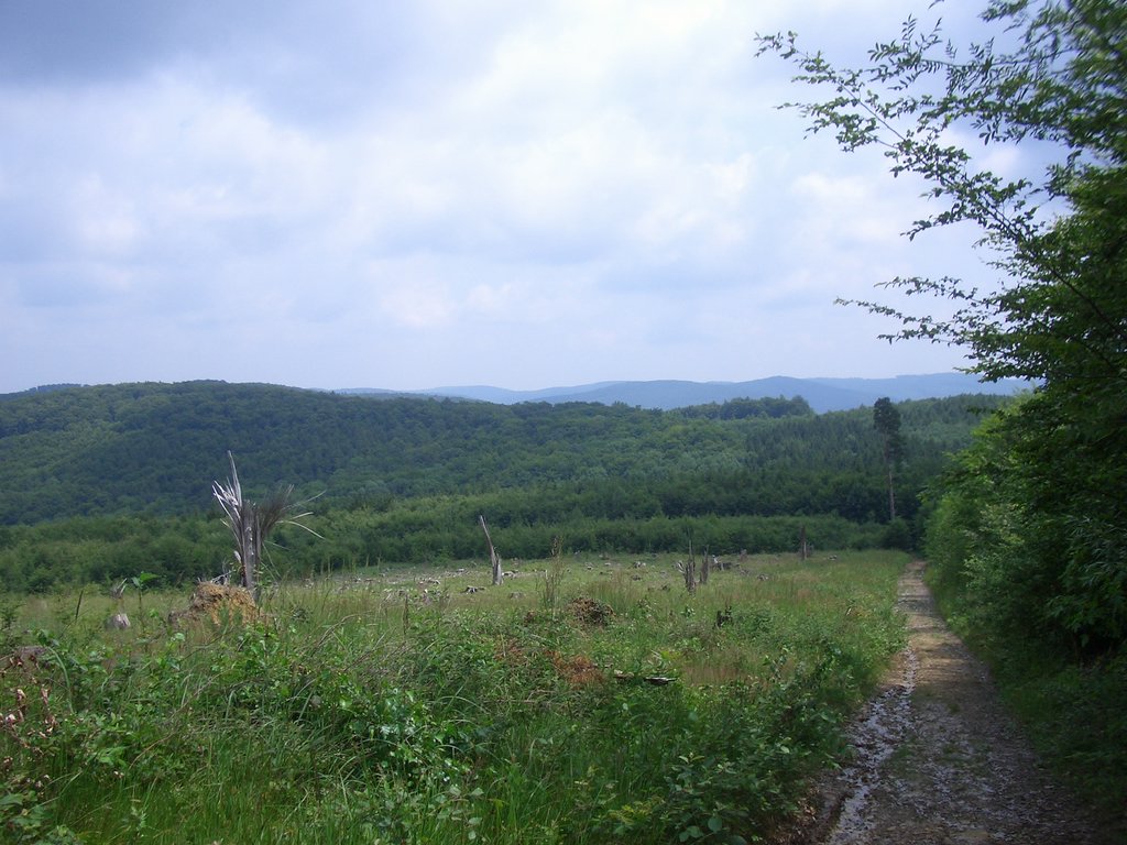 CIMG5864.JPG