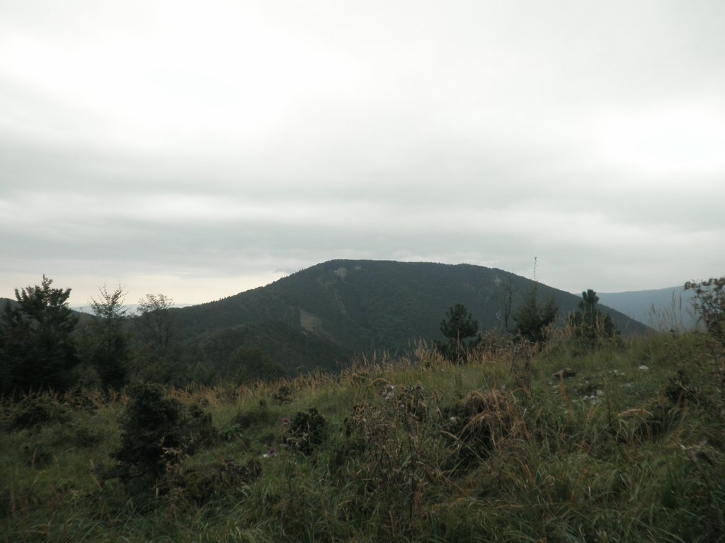 P9130034.JPG