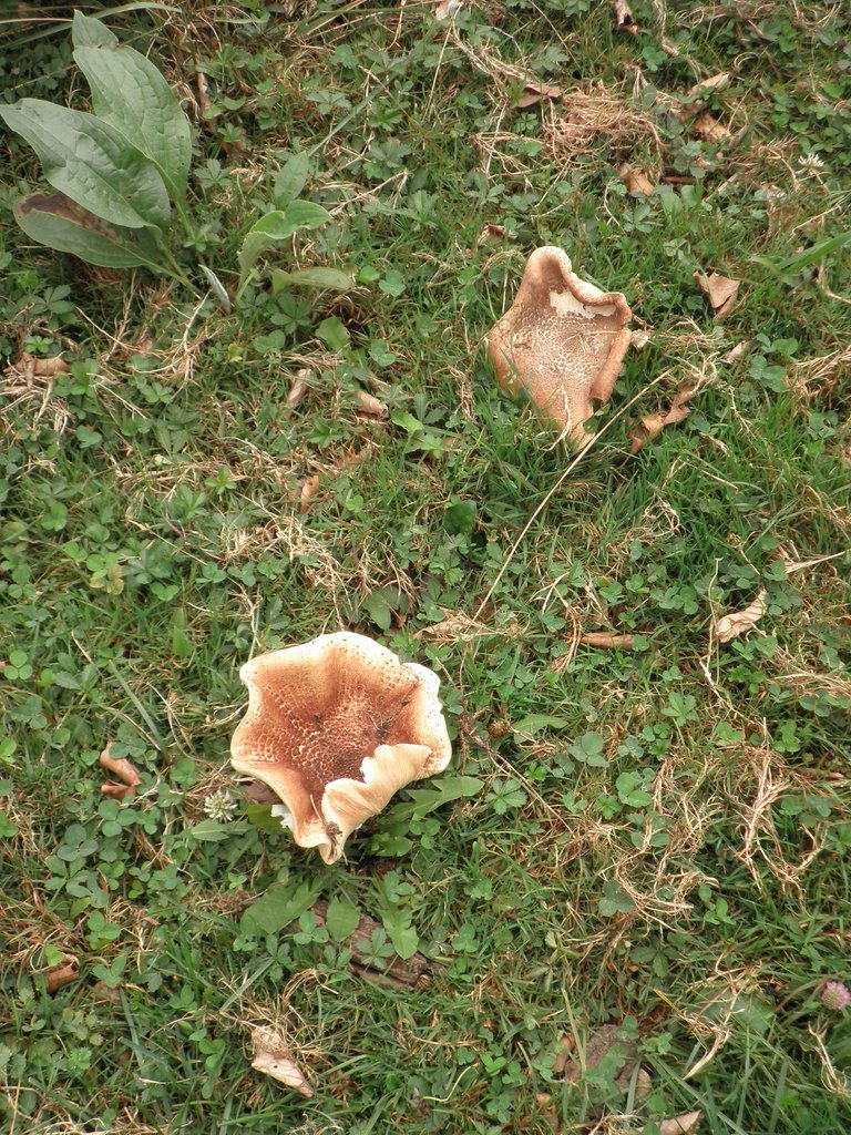 P9130043.JPG