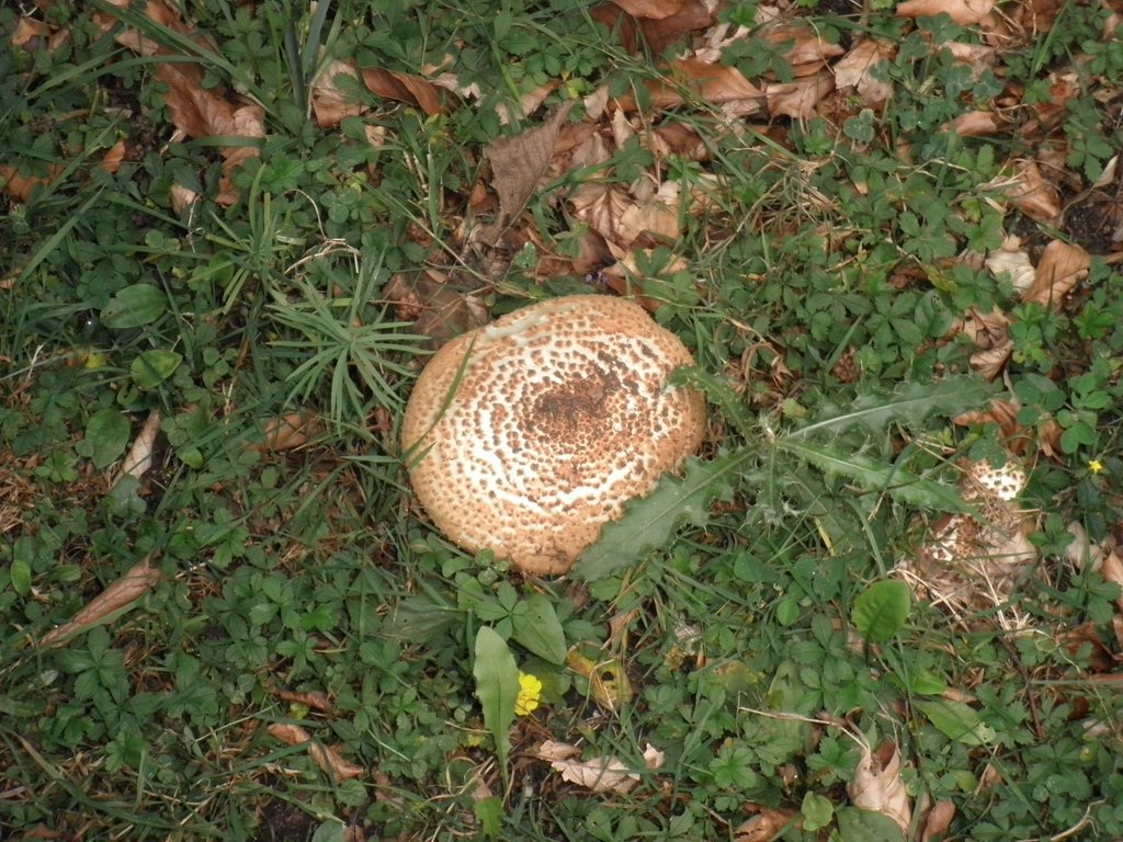 P9130044.JPG