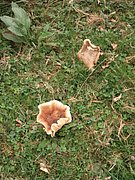 P9130043.JPG