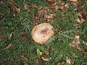 P9130044.JPG