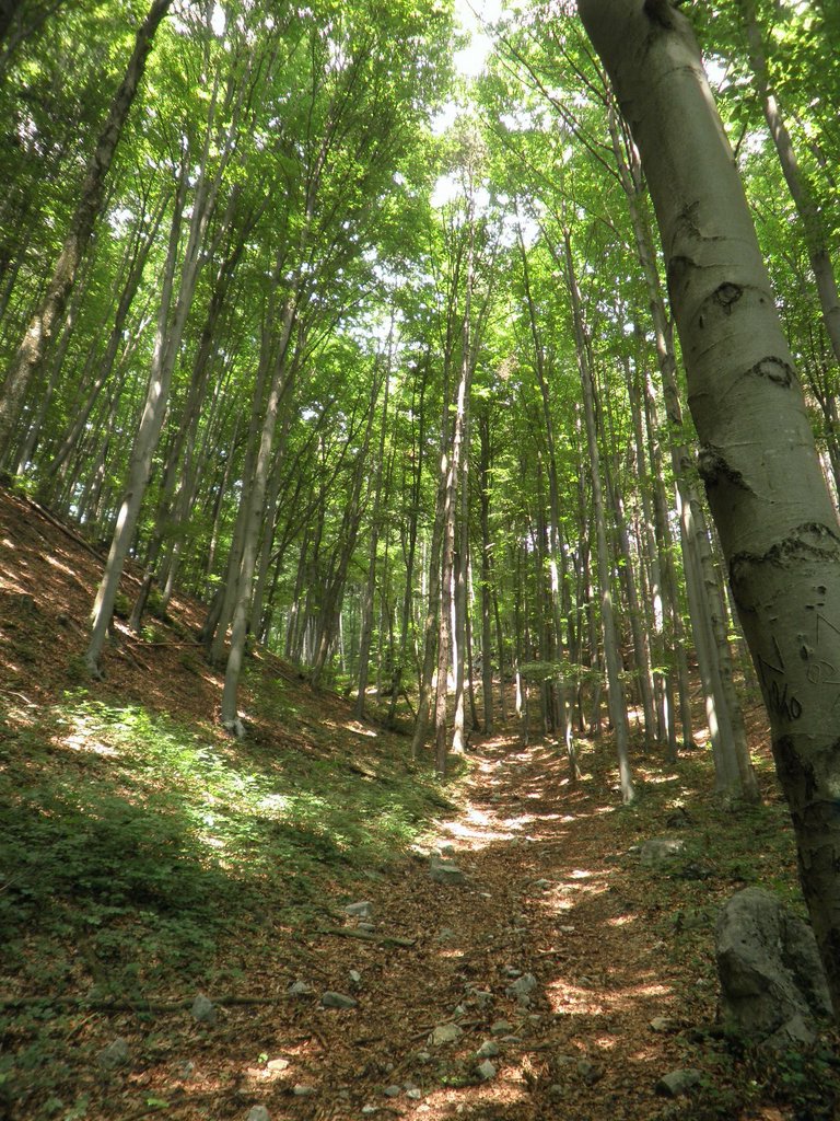 P6260042.JPG