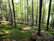 P6060113.JPG