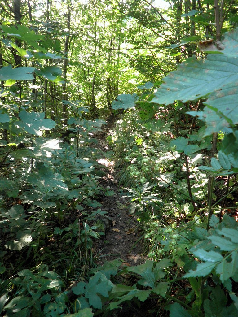 P9050007.JPG