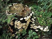 P9050009.JPG
