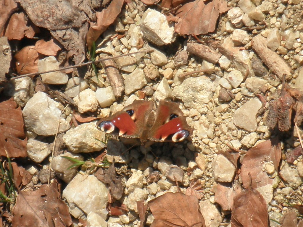 P4040100.JPG