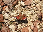 P4040100.JPG