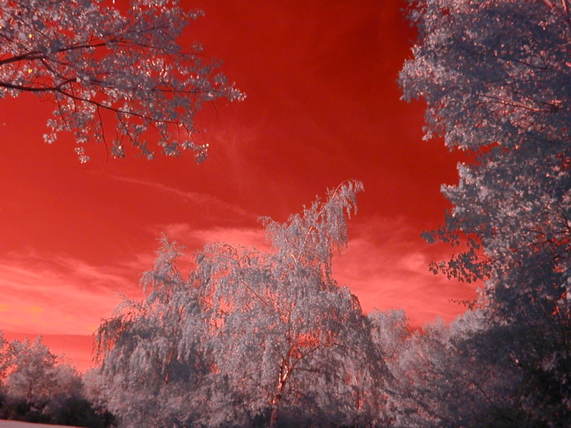 Lobau2.JPG
