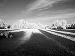 Lobau3.jpg